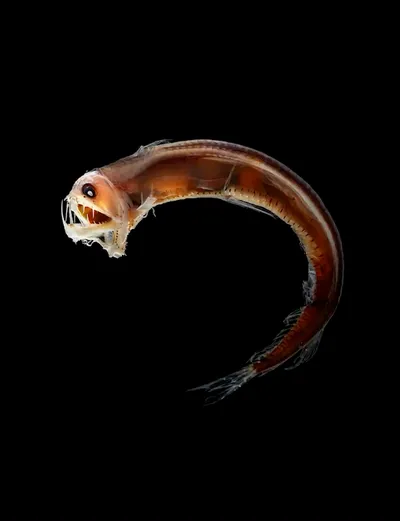 Deep Sea collection Apple Watch face — Abyssal Predator by Watch Luxe