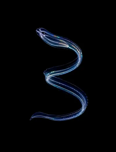 Deep Sea collection Apple Watch face — Bioluminescent Serpent by Watch Luxe