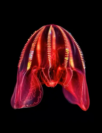 Deep Sea collection Apple Watch face — Crimson Bloom by Watch Luxe