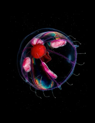 Deep Sea collection Apple Watch face — Deep Ocean by Watch Luxe