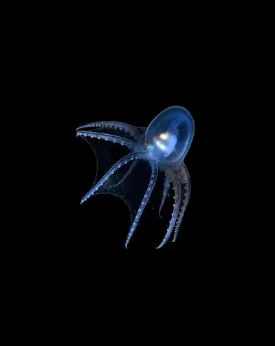 Deep Sea collection Apple Watch face — Deep Sea Octopus by Watch Luxe