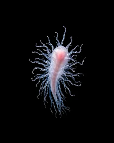 Deep Sea collection Apple Watch face — Deep Sea Organism by Watch Luxe