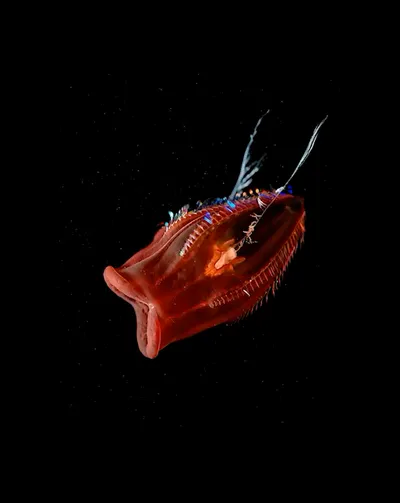 Deep Sea collection Apple Watch face — Deep Sea Red by Watch Luxe
