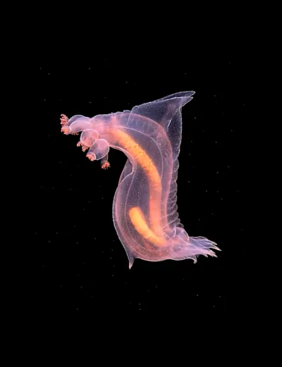 Deep Sea collection Apple Watch face — Deep Sea Slug by Watch Luxe