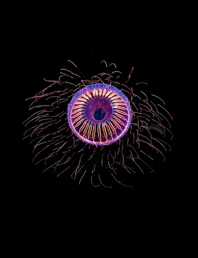 Deep Sea collection Apple Watch face — Electric Bloomer by Watch Luxe