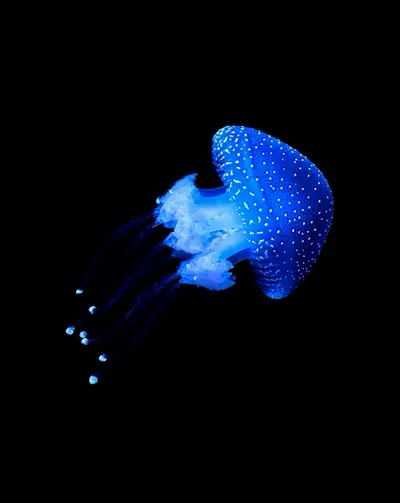 Deep Sea collection Apple Watch face — Electric Jellyfish by Watch Luxe