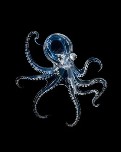 Deep Sea collection Apple Watch face — Glass Cephalopod by Watch Luxe