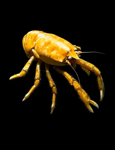 Deep Sea collection Apple Watch face — Golden Crawler by Watch Luxe
