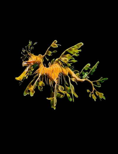 Deep Sea collection Apple Watch face — Leafy Seadragon by Watch Luxe
