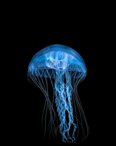 Deep Sea collection Apple Watch face — Ocean Bloom by Watch Luxe