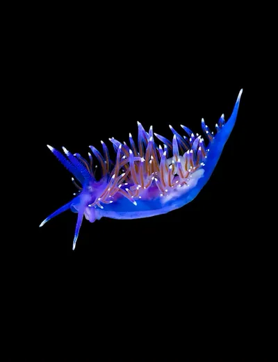 Deep Sea collection Apple Watch face — Oceanic Bloom by Watch Luxe