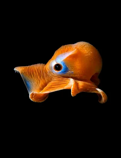 Deep Sea collection Apple Watch face — Oceanic Gaze by Watch Luxe