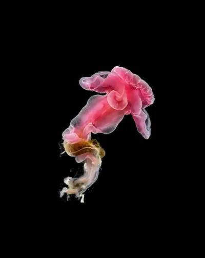 Deep Sea collection Apple Watch face — Pink Bloomer by Watch Luxe