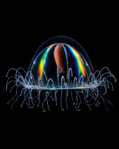 Deep Sea collection Apple Watch face — Rainbow Jelly by Watch Luxe