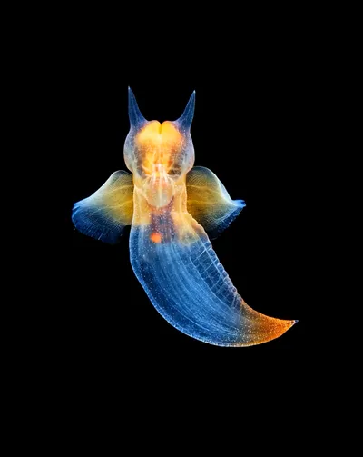 Deep Sea collection Apple Watch face — Sea Angel by Watch Luxe