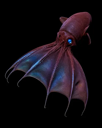 Deep Sea collection Apple Watch face — Vampire Squid by Watch Luxe