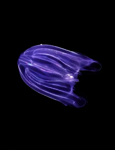 Deep Sea collection Apple Watch face — Violet Glimmer by Watch Luxe
