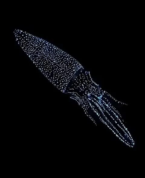 Bioluminescent Squid live Apple Watch face by Watch Luxe